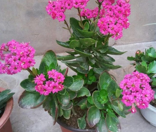 花友们这10种漂亮的花，很快就发芽长根、爆盆开花又招财气！