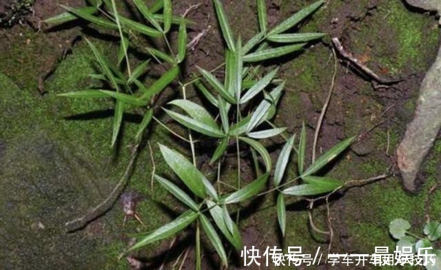 有芳香味的“野草”,被称为“隔山香”,山脚下有不少,珍贵!