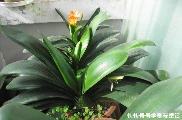 僵苗|君子兰不见长,是僵苗还是养护不当教你“4招”,快速恢复活力!