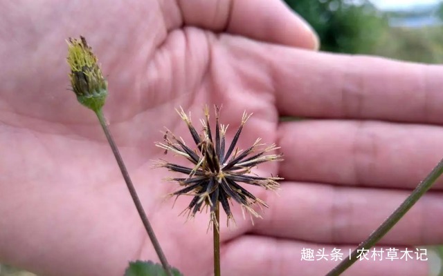 野草|人称“鬼都怕”,常被拔掉,却不知,当前价值极高