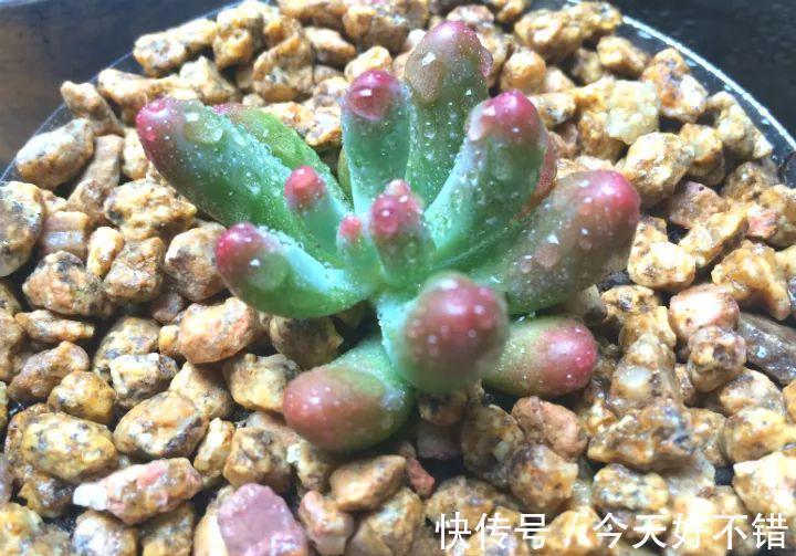 天冷了,多肉的6个求救信号,再不明白活不过冬天
