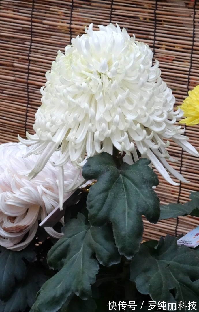 喜欢菊花,不如养盆优良名菊“白云叠翠”似白云飘荡,清风高节!