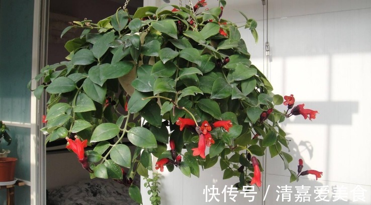 入坑看看别人是怎么用多菌灵、磷酸二氢钾、阿司匹林养花吧！