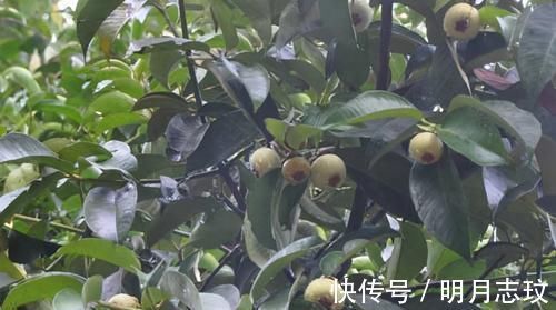 山竹|女性不想满脸皱纹，推荐多吃3种食物，排毒养颜，提高免疫力！