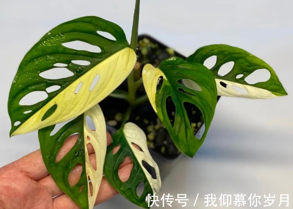 龟背竹养殖要领：居家盆栽牢记4点，茎干壮，叶子又大又绿