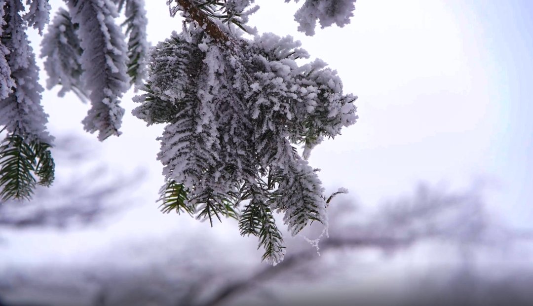 第一场雪|美不胜收！固原迎来今秋第一场雪