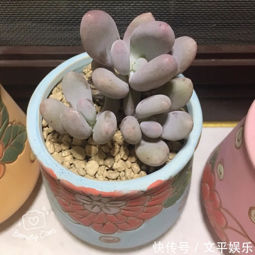 一组逆袭成功的多肉给它时间，它就会给你好看！