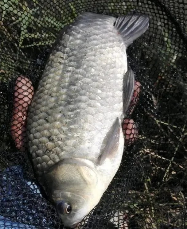 自从学会这几个冬钓“妙招”,冬天比夏天钓得还多,而且还大