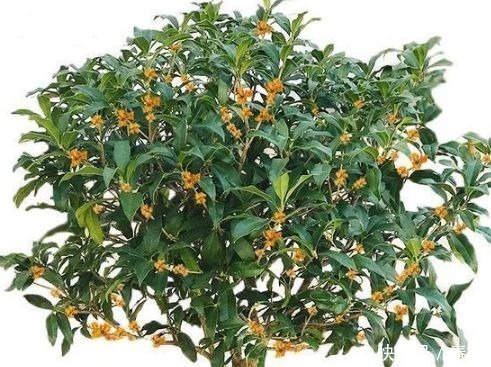 种花|客厅养花别乱养,3种花最合适,最后一种镇宅、聚财又养人!