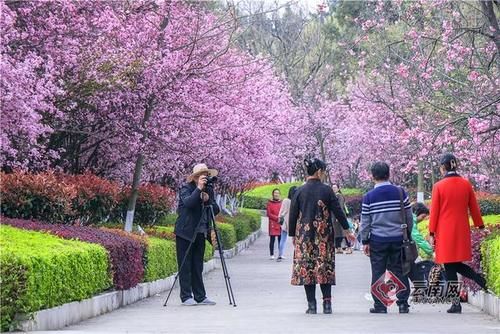 粉色花海惹人醉 每天数千人来这里赏花踏青