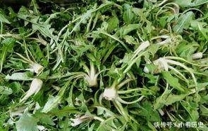身体|她每天用蒲公英泡水喝，不到半个月身体有5大惊喜出现！