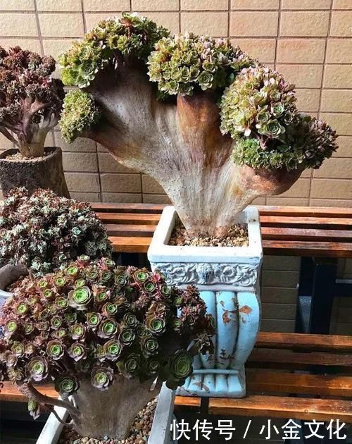 养肉的最高境界,多肉都缀化了,长成了小树桩,像极了孔雀开屏