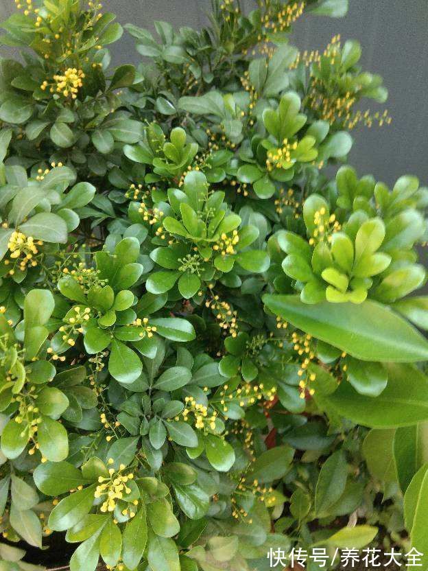 米兰米兰|5种四季开花的植物,养一盆在家里,四季有花看