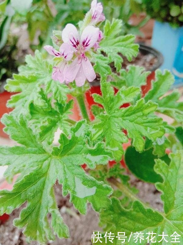 卫生间里养盆“除臭花”，既杀菌消毒，味道清香好闻