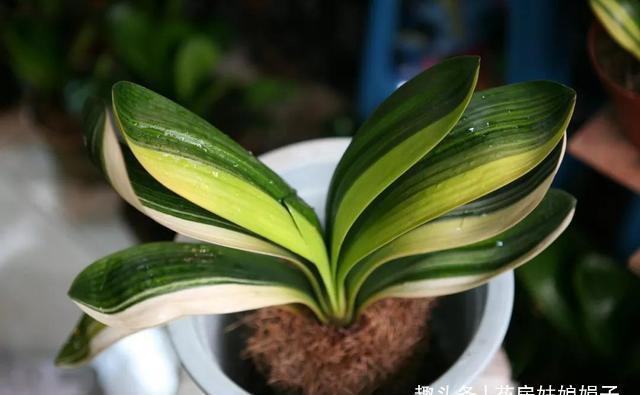 给君子兰换盆时,底肥不要乱加,会影响到正常的生长发育