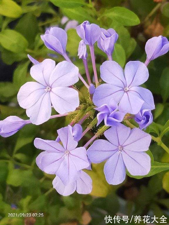 海棠|初春养花，选4种开花多的，阳台变花海
