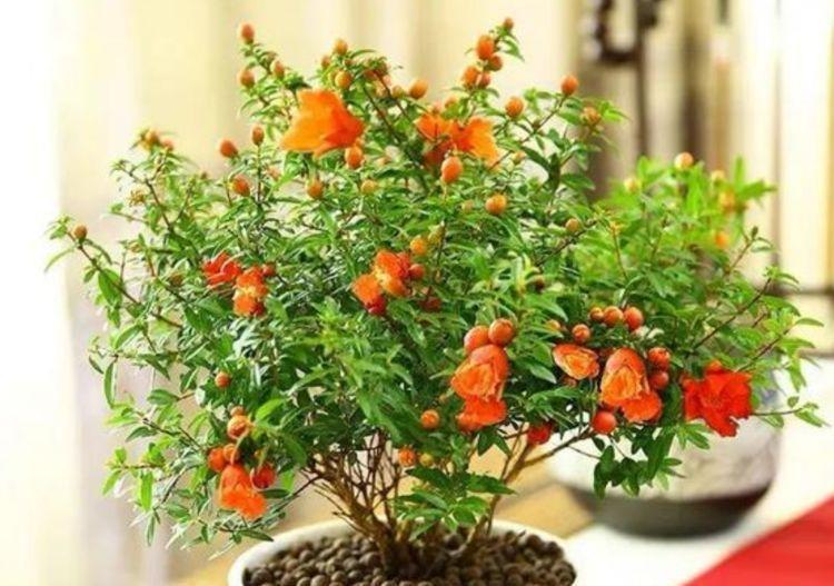 4种花花朵又大又艳,养起来还省心,对待新手超友好