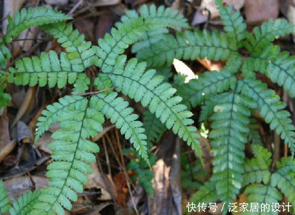 山上这种野草是制作盆栽的好材料,遇见了不要错过,能赚钱