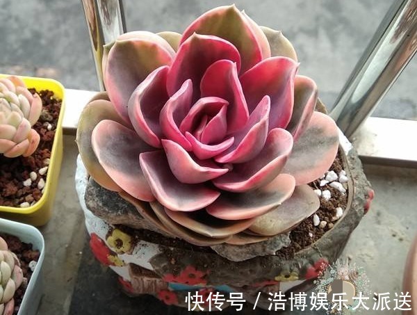 养护|喜欢养护菊花，不如养护一盆多肉紫珍珠，造型独特颜色靓丽