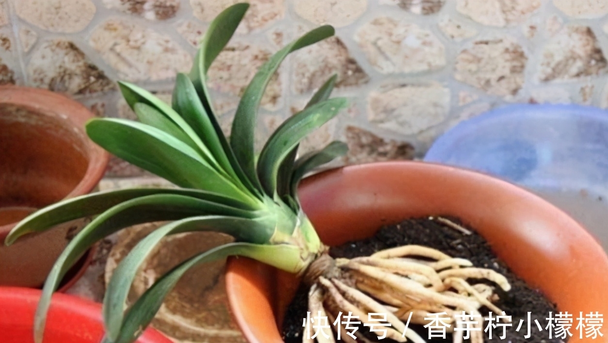 底肥|想换盆怕把花“换死”?教你一个“安全”的方法,换完快速生长