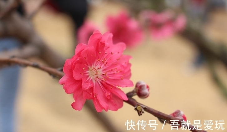 生肖|12月下旬，实力与日俱增，财源广进的生肖