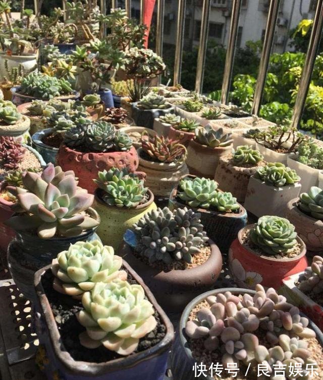 熊童子|6种多肉,夏天“娇滴滴”,浇水抖抖手,空盆一大半