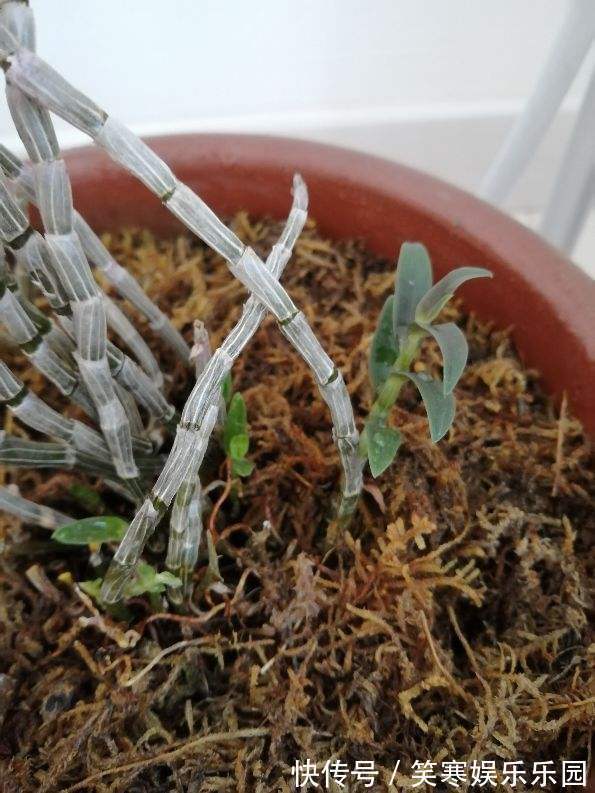 深山老林的美艳石斛,原来在家也能养,使劲洒水就猛长!