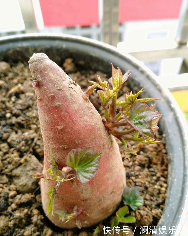 红薯地瓜|秋天剪下1根红薯藤,插盆土里,一个冬天吃不完,收获一茬又一茬