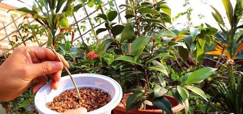 想要提升扦插育苗的成活率？按这步骤来，生根率高得多