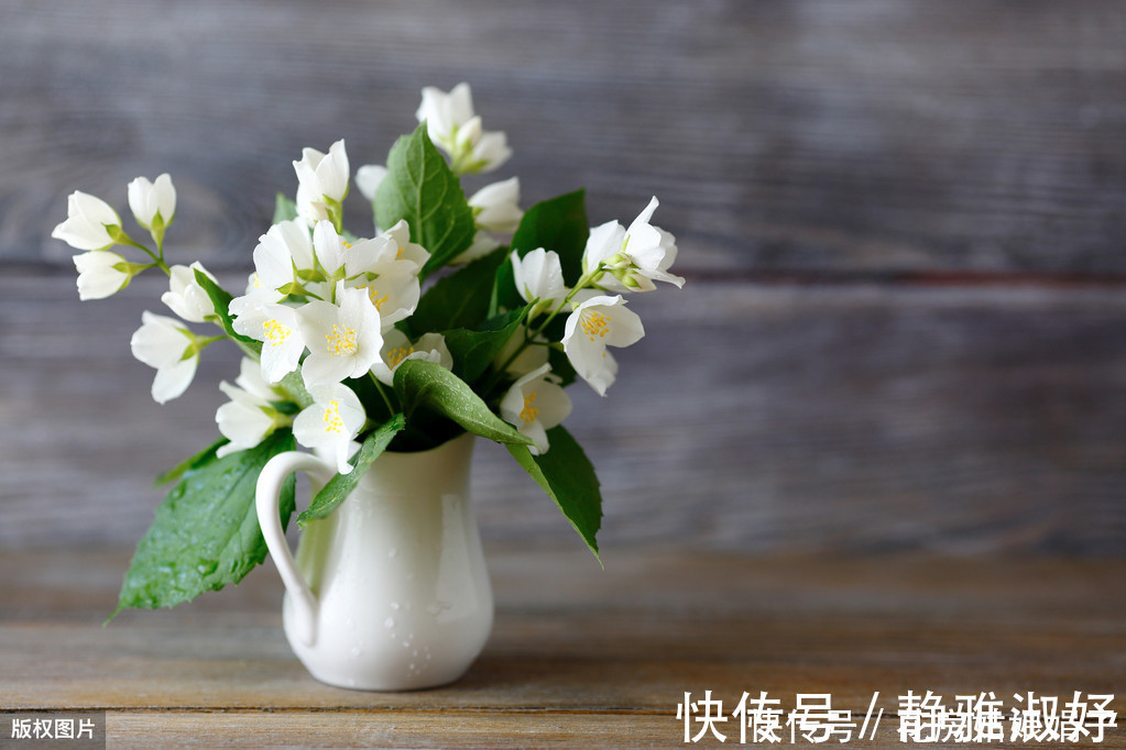 君子兰|爱吃醋的5种花,兑水喷一喷,叶子变得绿油亮,开花大又多