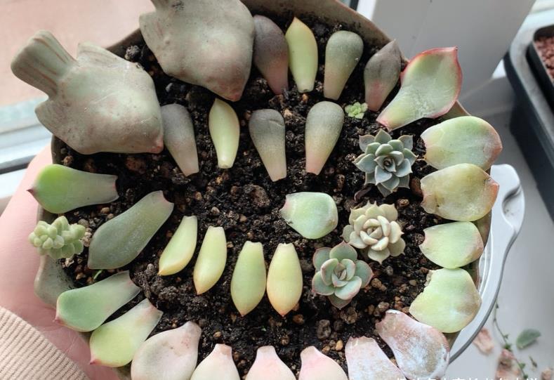 肉友|夏天可以用叶片来繁殖多肉吗?可以,但要讲究技巧叶片才可能发芽