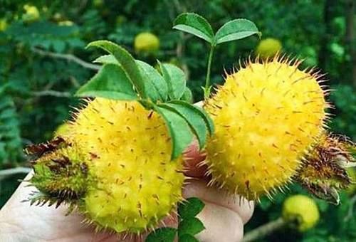 会吃的人最长寿，3种食物不可少，强身健体、美容养颜！