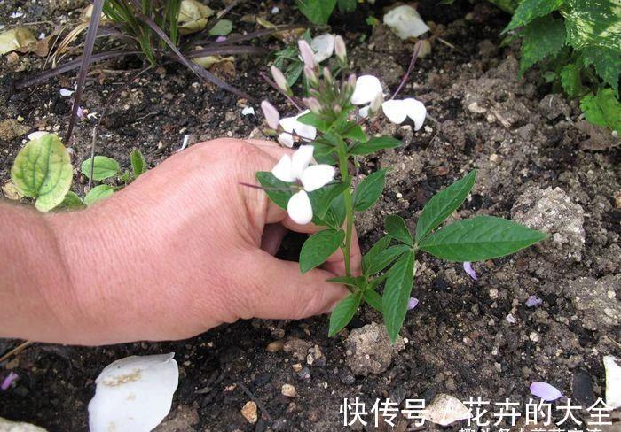 阳台上|有院子可尝试种些夏秋不断开花的醉蝶花,还能养成大型盆栽