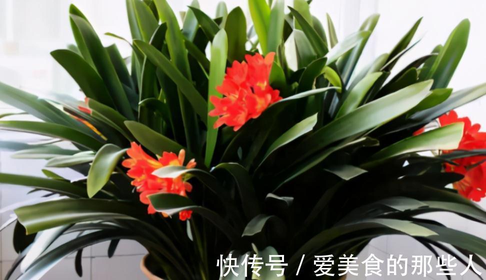 君子兰室内盆栽，12月满足4个条件，新叶花箭蹭蹭长，开花美