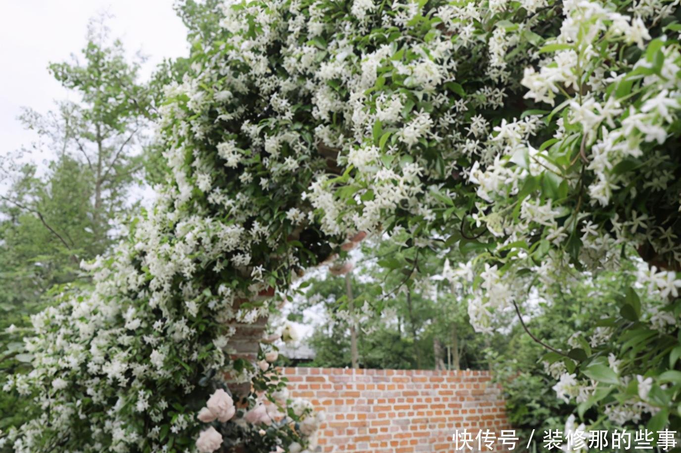 茉莉|三种茉莉花，各有各的美，别只养普通茉莉了