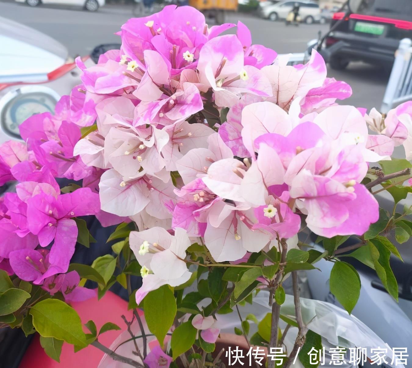 绿樱|养三角梅就养“2种”,颜色多变,勤花好看,经常开花不偷懒