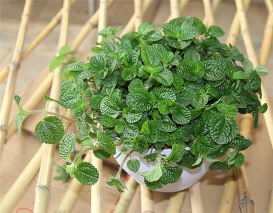 2种花,能让室内的“甲醛”减少,比“净化器”都有用,值得养!