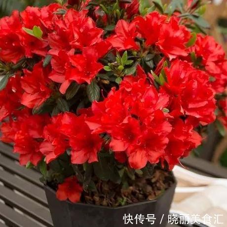 这些流行花卉,一个比一个难养,大多活不过一年,浪费钱