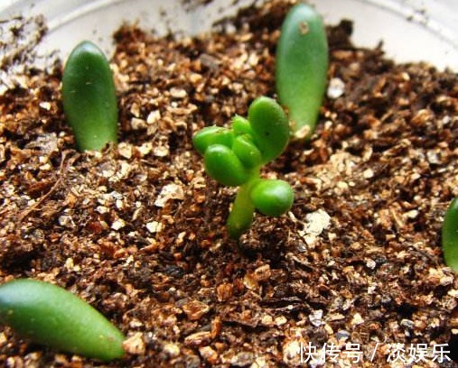多肉虹之玉叶插怎么快速成活教你3个小妙招,不仅成活还更旺盛