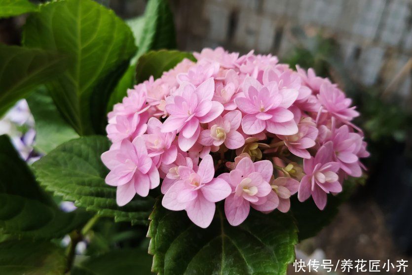 缺水|绣球夏季“3不能”,新手要牢记,才能保证长势,明年才能开花