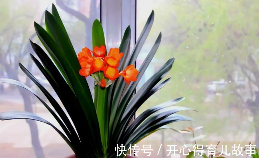 植株|想要君子兰开花多不夹箭,一定要“喂饱”它,吃饱了才能不断开花