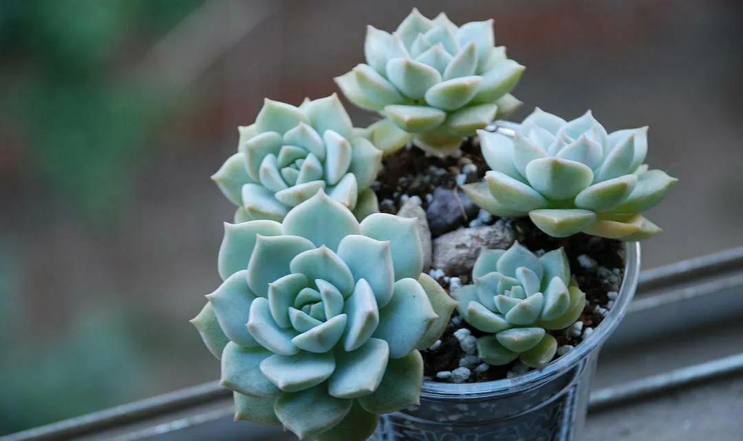 这八种漂亮多肉很常见，能够认全的人却不多，你又能认识几种呢