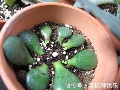 “镇宅树”不用买，把叶子剪下来，放土里就“生根”，变盆栽！