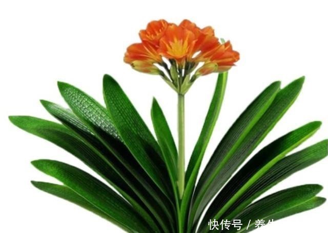 孕蕾|五年没开花的君子兰,只用了三点,年年开花几十朵还不夹箭!