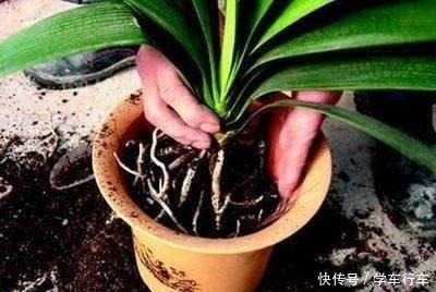 养君子兰,学会使用3种肥料,长得就像“大白菜”,天冷就开花!