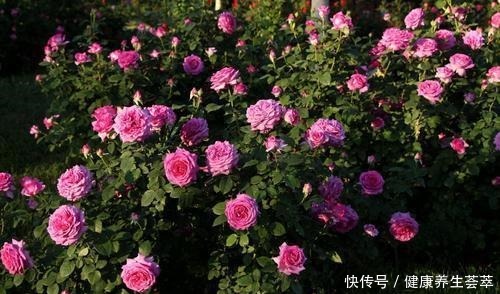 这几种花养在墙角最合适,顺着墙开花成海,盛夏也极美!