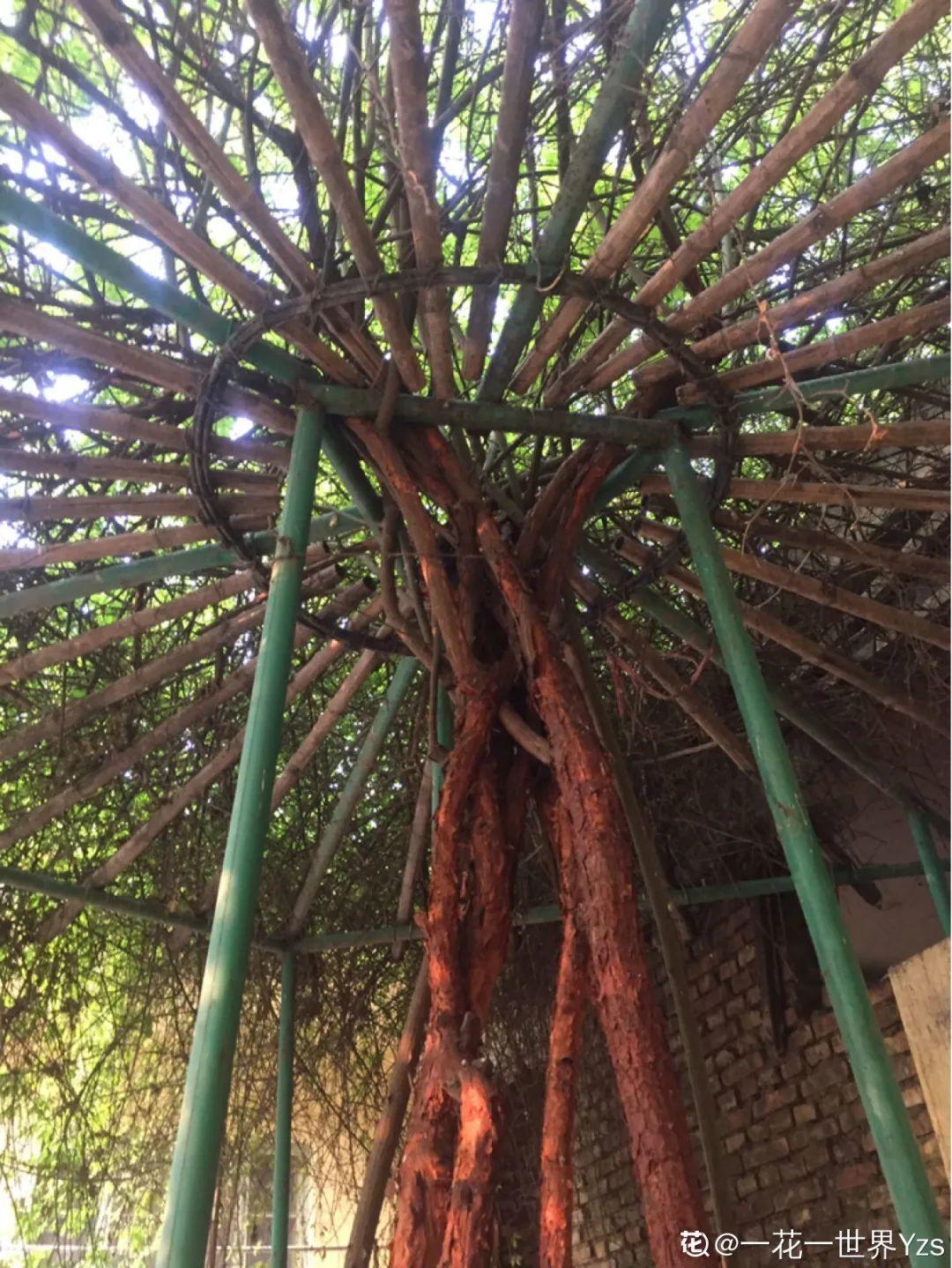 7种花要慎养,房前屋后都爬满,邻居有意见!