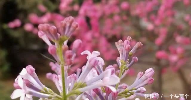 那一株丁香，今年三月你在哪儿盛开