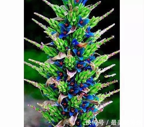 奇花、奇花、奇花、罕见奇花,赶快打开欣赏吧