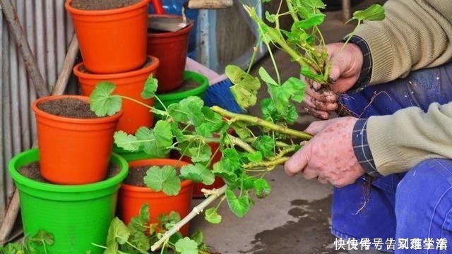 扦插|适合“现在”扦插的“6种花”，动动手，省下很多“买花钱”！